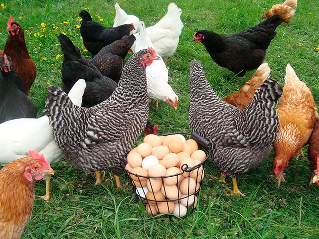 Содержание кур и уход за ними | ЗооТом - продажа, вязка и услуги для животных в Протвино