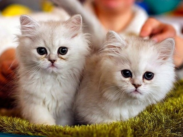 Породы кошек в Протвино | ЗооТом портал о животных
