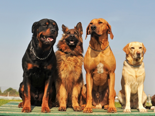 Крупные породы собак в Протвино | ЗооТом портал о животных